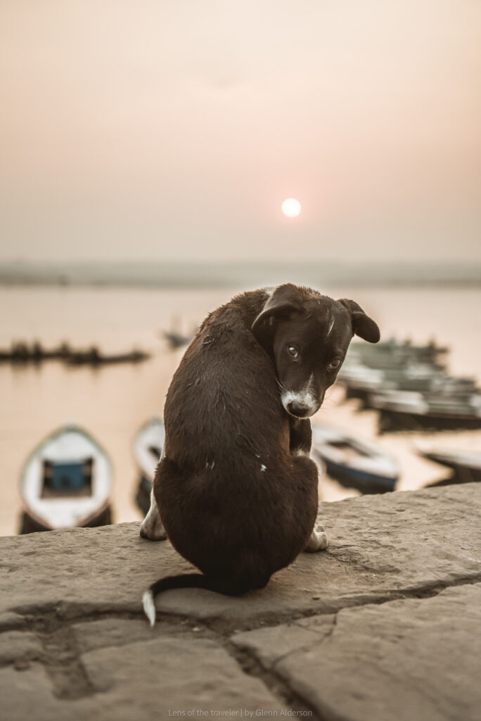 A dog beside the river at sunset, Varanasi, India — Glenn Alderson