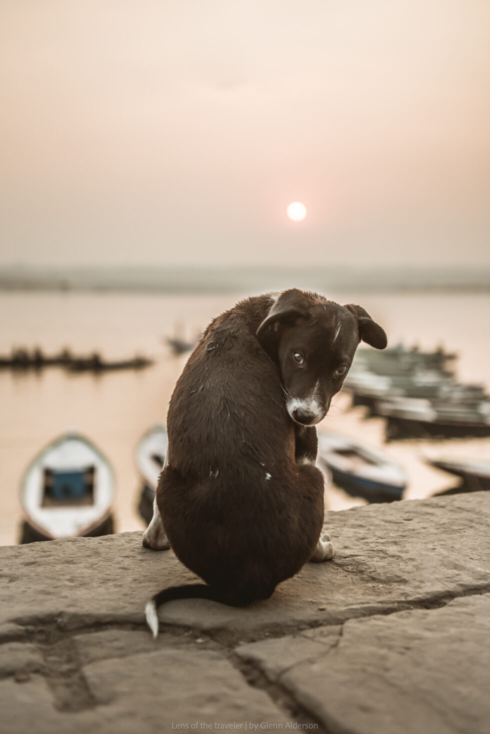 A dog beside the river at sunset, Varanasi, India — Glenn Alderson