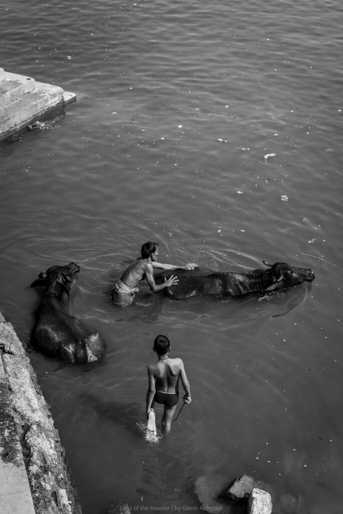 People and animals in the river, Varanasi, India — Glenn Alderson